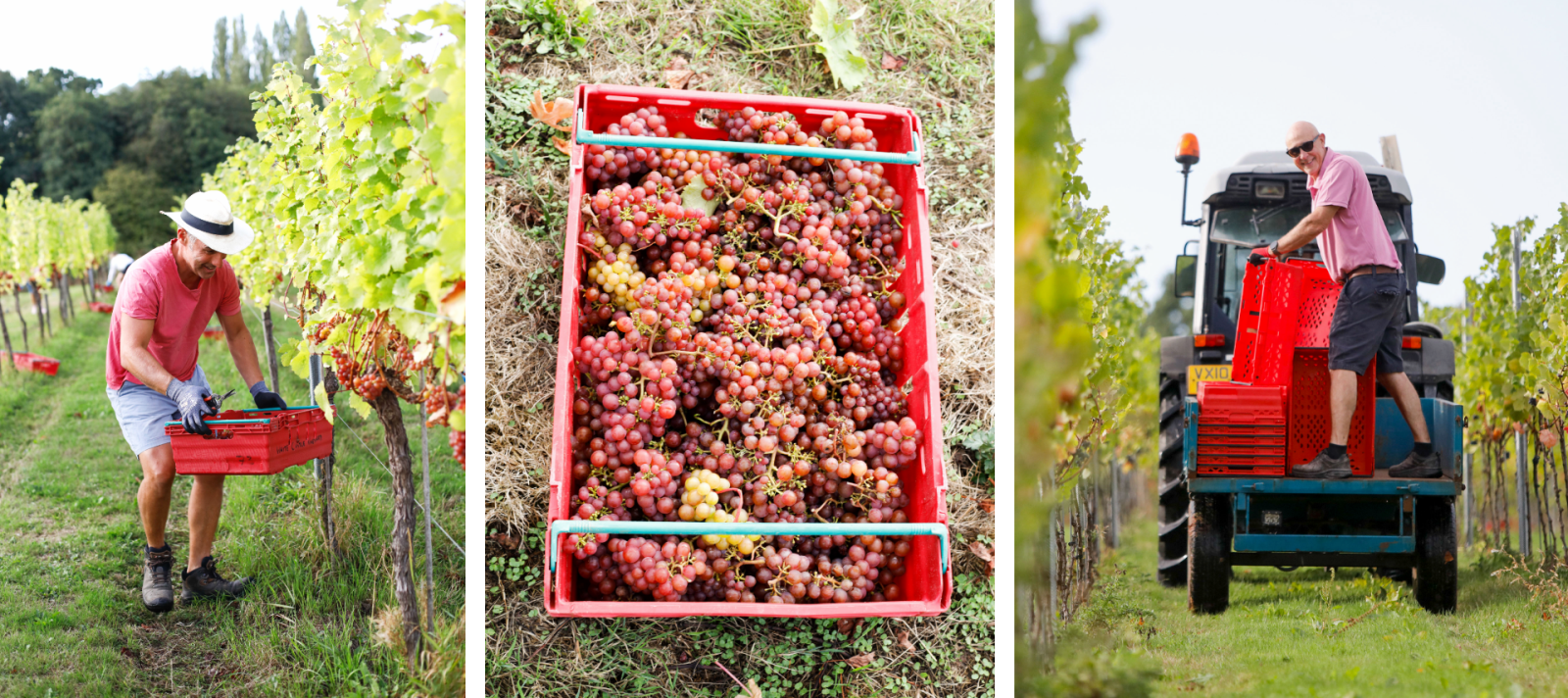 White castle vineyard pickers and tractors
